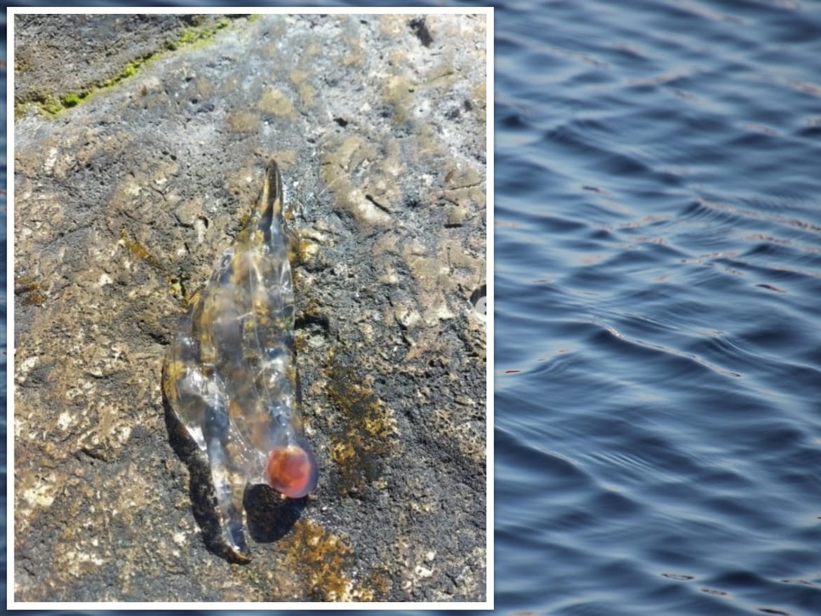 Što su to salpe i zašto ih sve češće viđamo?