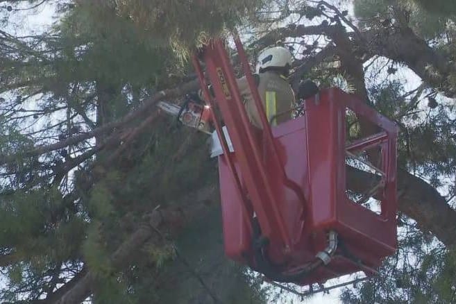 U Splitu je uklonjeno 150 tona zelenog otpada