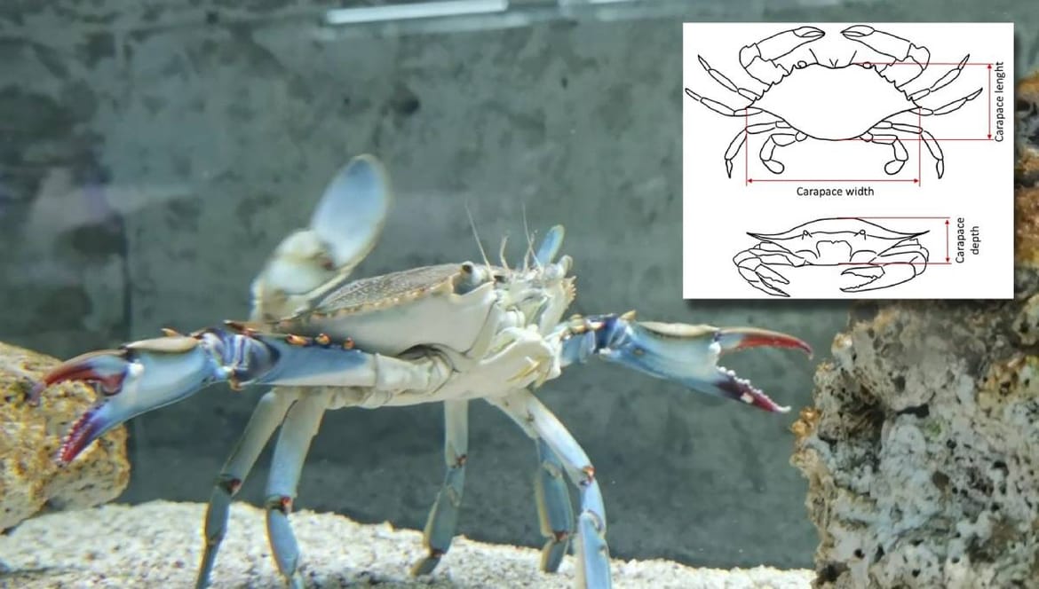 NAKON ANALIZE 203 JEDINKE Fakultet prirodnih znanosti u Puli objavio: "Evo što smo otkrili kod invanzivnog plavog raka!"