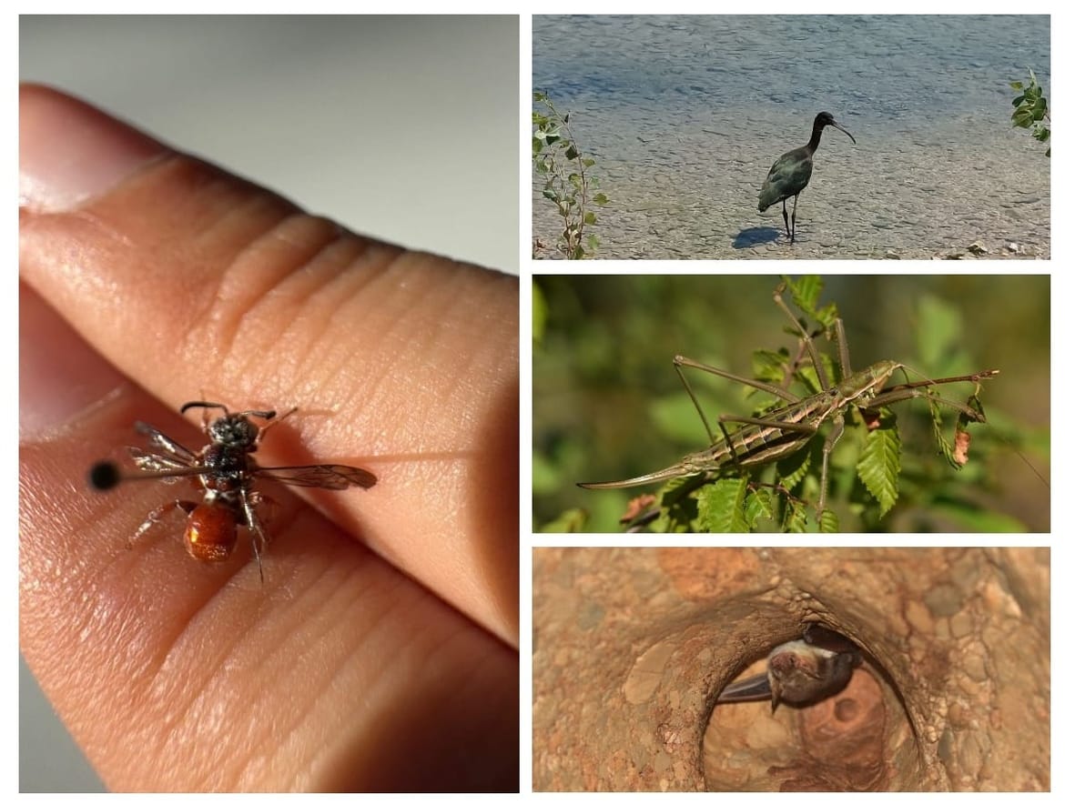 U proteklih sedam dana u NP „Krka“ uočeno preko dvadeset i pet novih vrsta!