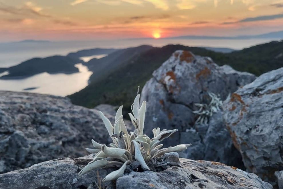 Dječji festival Mali otok Mljet