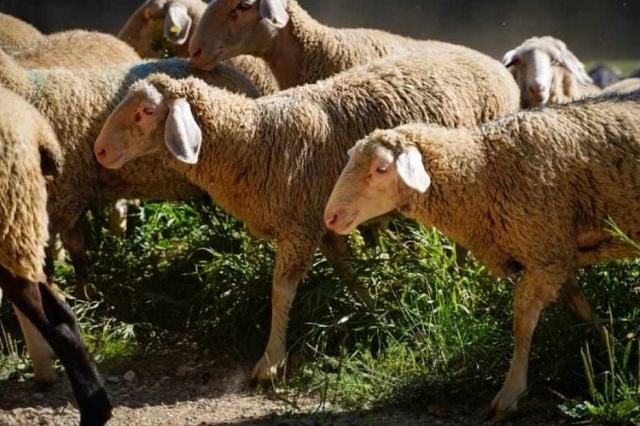 Ovce ugrožene - virus bolesti plavog jezika potvrđen u Istri i na Krku