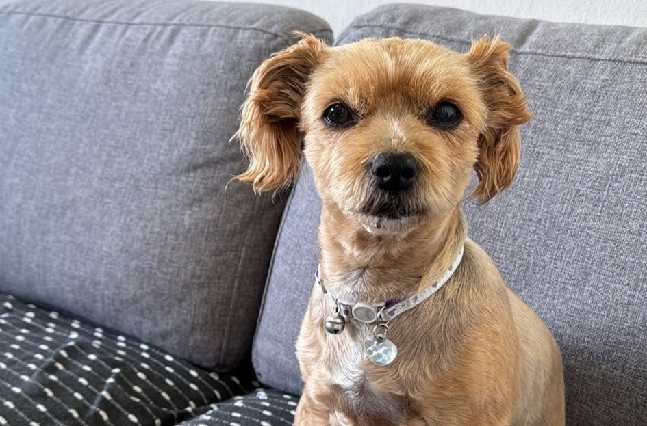 Izgubio se još jedan psić na Jadranu! Ovaj je nestao u uvali na otoku Krku