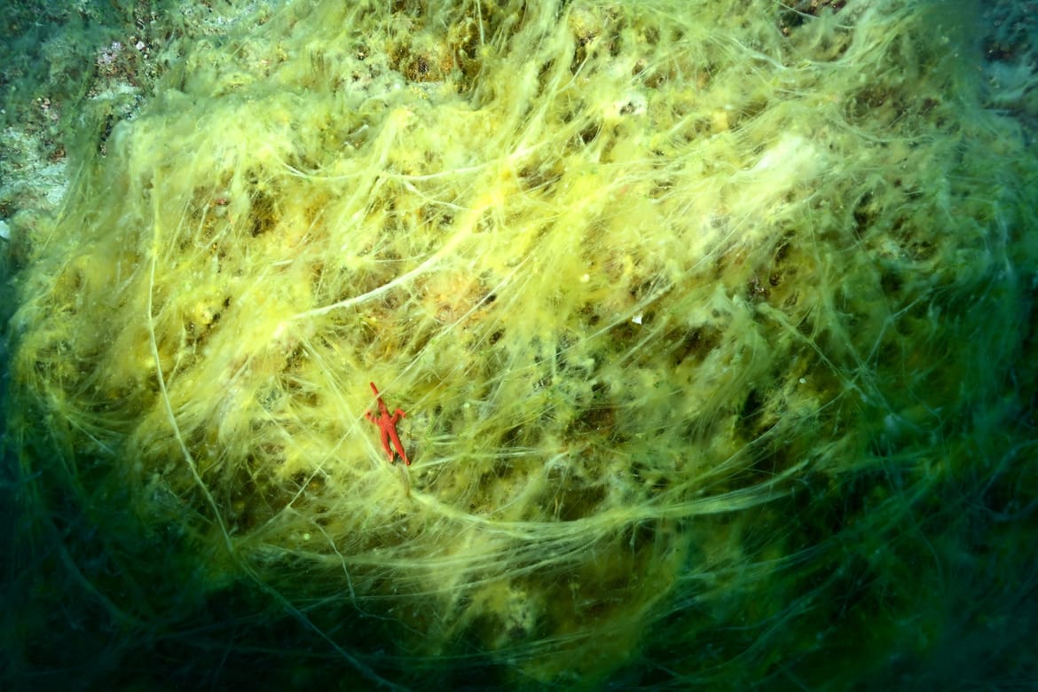 Morski biolog kod Mljeta snimio nitastu algu koja raste u područjima zagađenja kanalizacijskim i vodama iz septičkih jama: "Ne izgleda atraktivno"