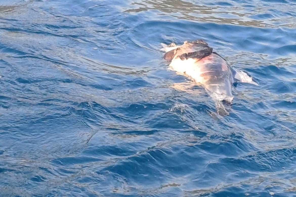 UZNEMIRUJUĆE Kod Pelješkog mosta pronađen mrtvi dupin