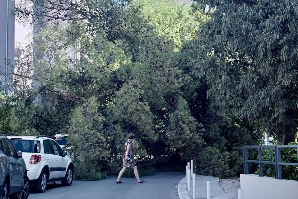 Golemi bor srušio se u središtu Splita