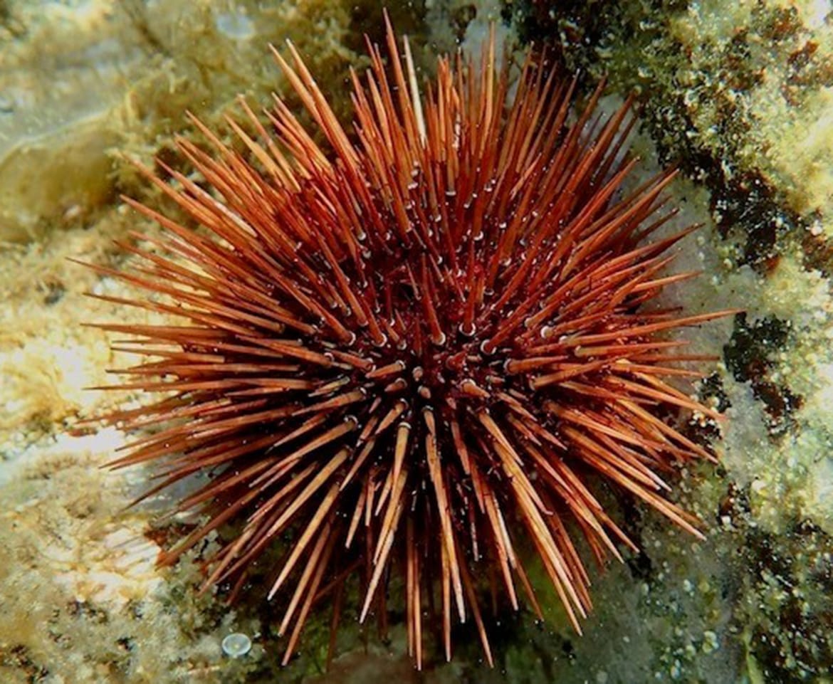 Morski biolog upozorava: "Pravilnici su užas, morski ježinci vade se pretjerano i to će imati svoje posljedice!"