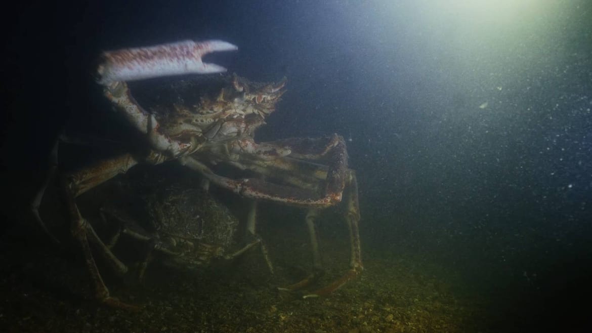 FOTO/VIDEO Ponašanje velike rakovice prvi put zabilježeno na snimci: "Mužjak je ženku čuvao iza sebe zaštićenu, dok se borio sa suparnikom!"