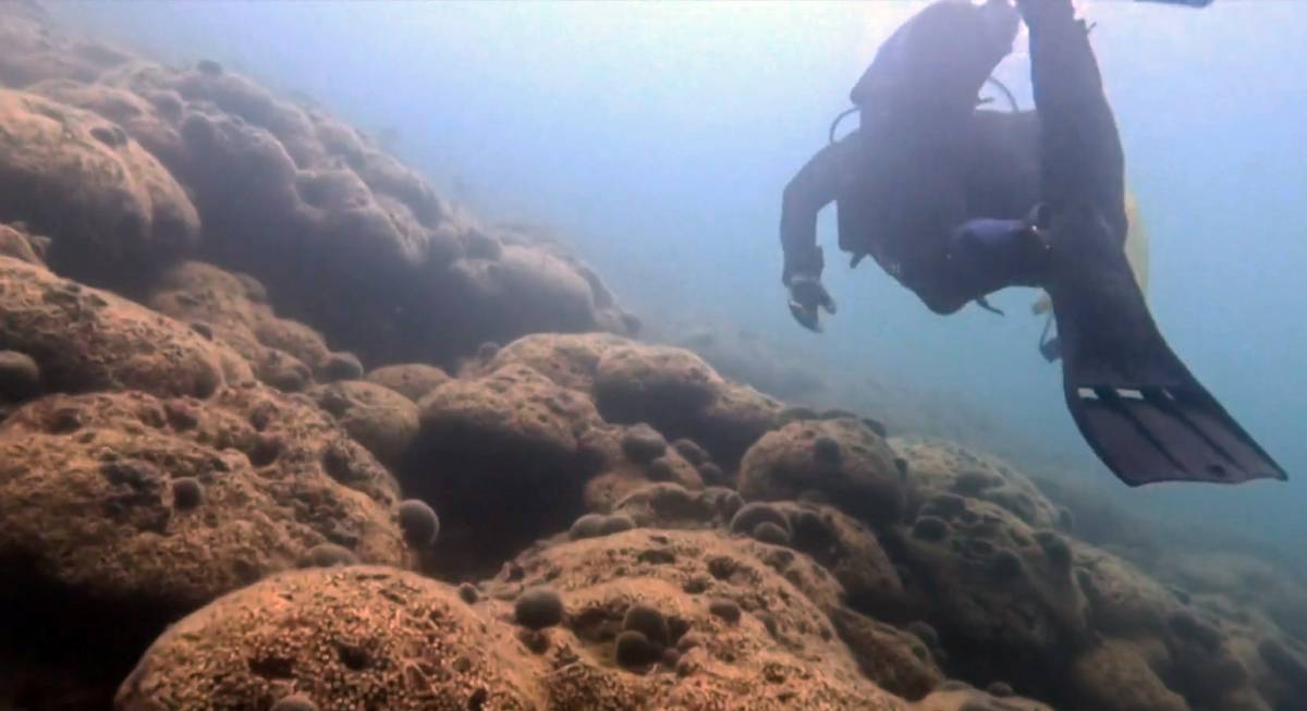 ŽRTVA KLIMATSKIH PROMJENA Umire najveći koraljni greben na Sredozemlju, onaj u Velikom mljetskom jezeru