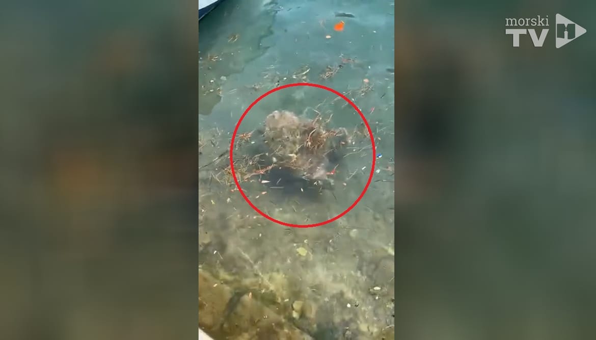 "Jeste li znali Marčelinu?" Pogledajte morsku kornjaču kako se hrani u neumskom zaljevu