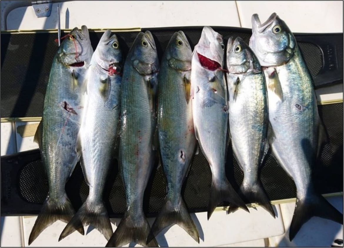 Nema sigurnog utočišta za ciple u Limskom zaljevu, agresivna strijelka ostavlja osakaćeni plijen da bespomoćno pluta danima