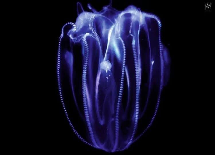 Rebraši preplavili more u Istri: "Izazivaju nelagodu, ali nisu opasni!"