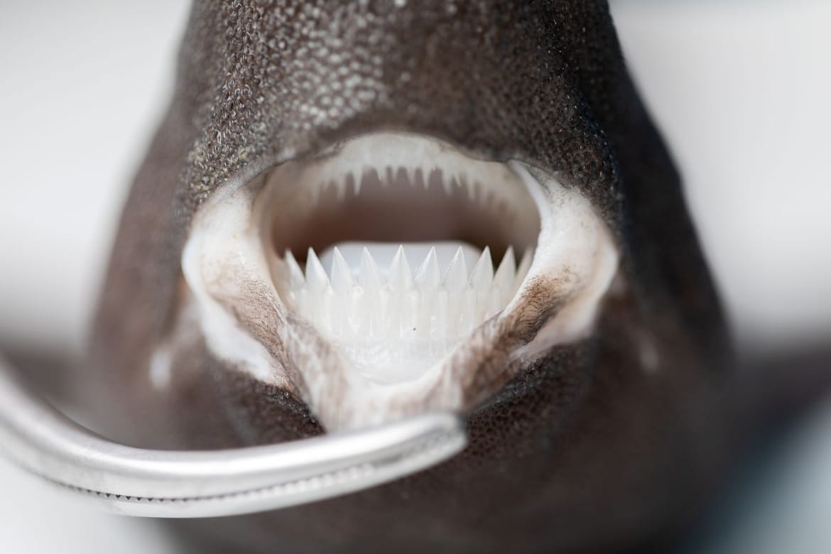 PAS MRKALJ U JADRANU Znanstvenici prvi put dokumentirali nalaz tek okoćene jedinke i najmanju do sad poznatu slobodno živuću jedinku na svijetu!