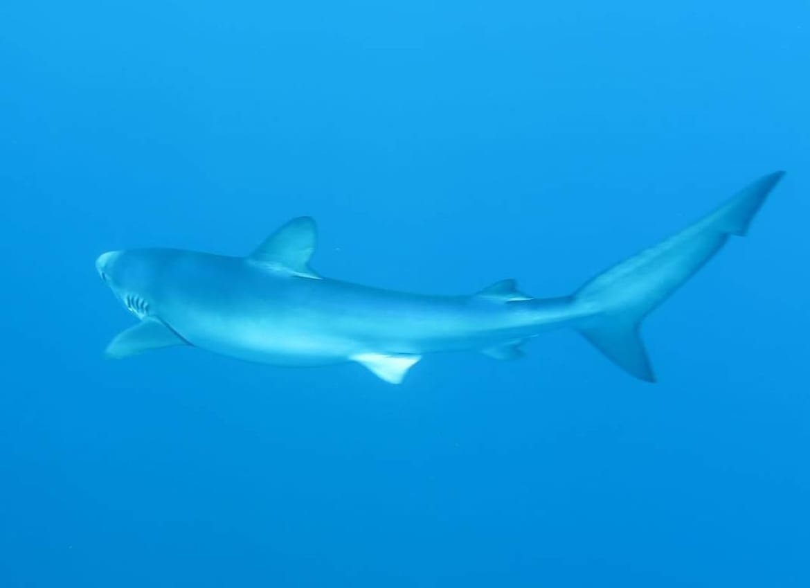 Jadranom pliva modrulj s odašiljačem - Podaci stižu u roku od 6 mjeseci