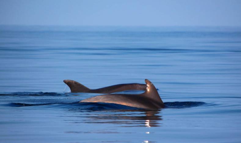 OSIM DANA POBJEDE Sretan vam i Međunarodni dan dupina!