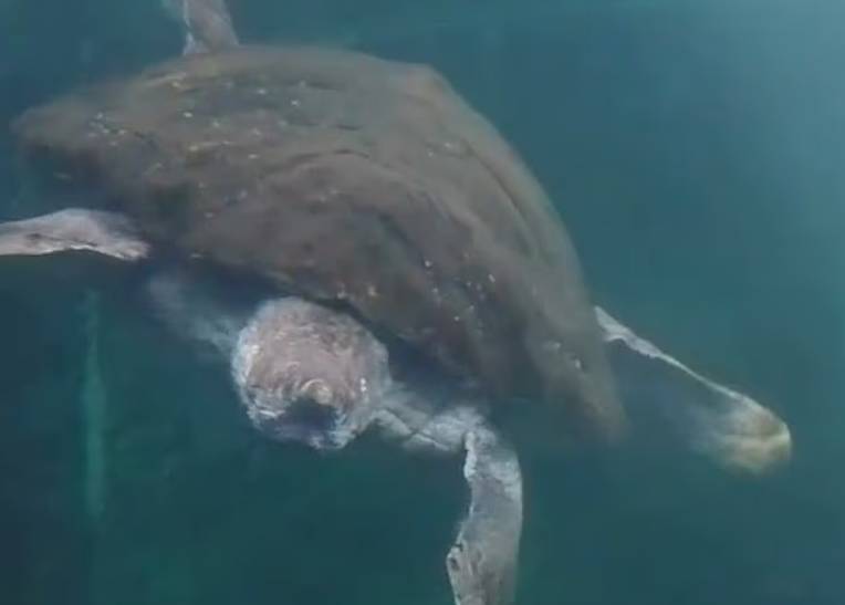 Najstarija poznata svjetska morska kornjača puštena u ocean nakon 40 godina: "Umjesto kući krenula je u drugom smjeru!"