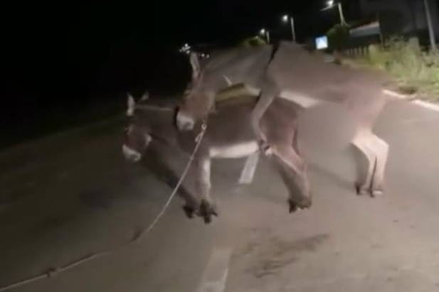 LIŠANE OSTROVIČKE Magarci u ljubavnom klinču nasred ceste