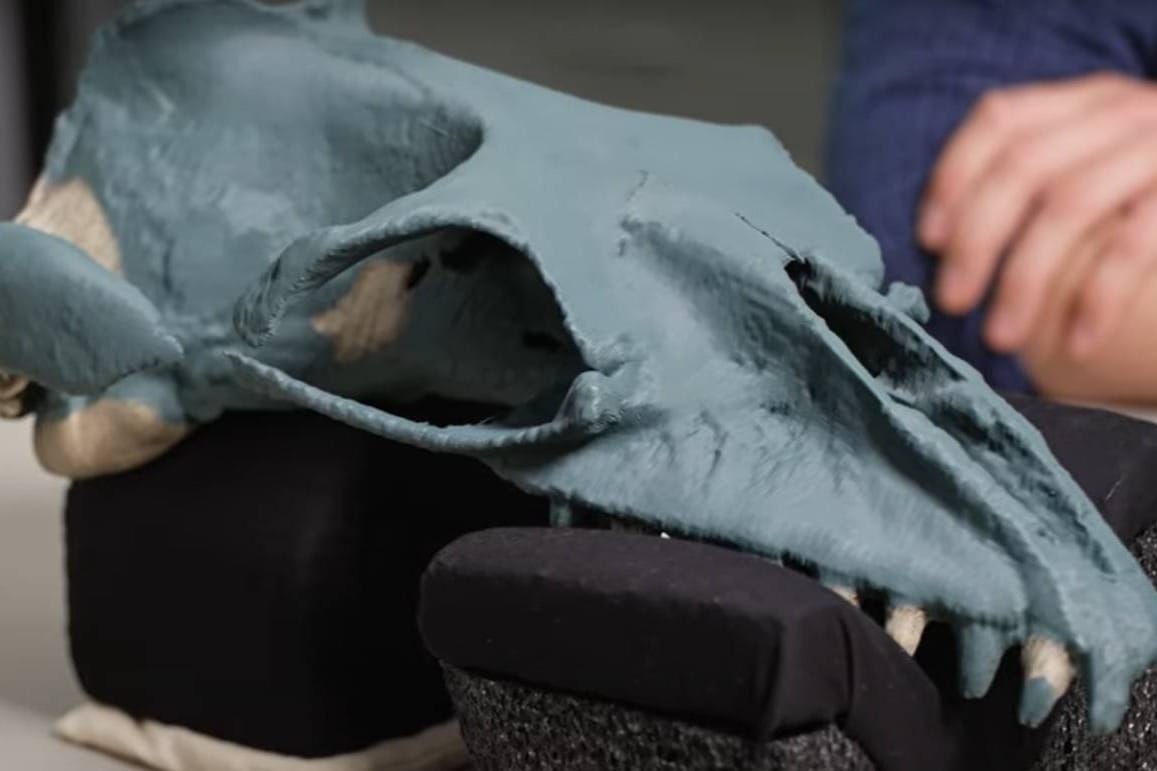 NEPOZNATA VRSTA Otkriven prapovijesni kit veličine čovjeka