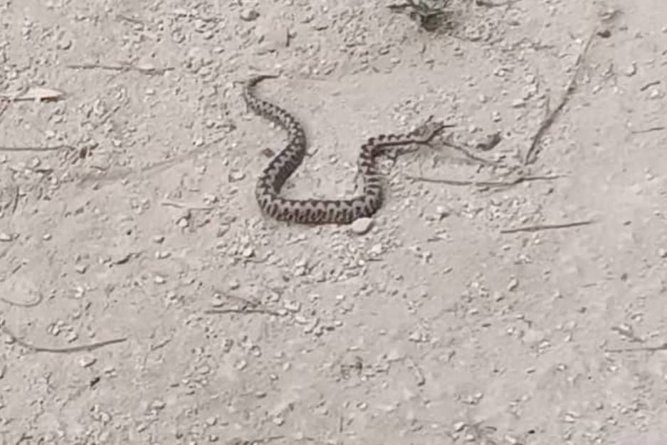 Dijete u Istri ugrizla zmija otrovnica, hitno helikopterom prebačeno u Rijeku: "Radi li se o poskoku?"