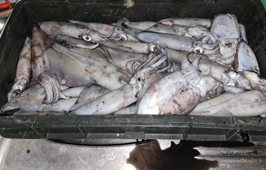 Otvorenje sezone lignjolova na Pašmanu