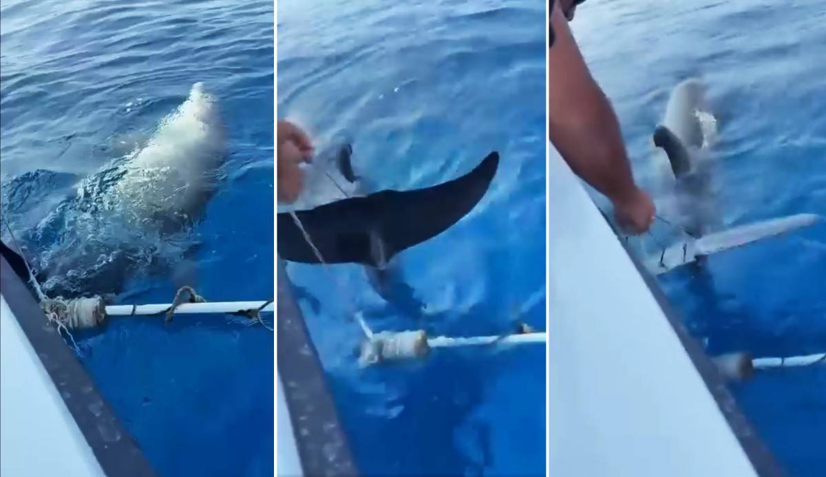 Mladog dupina koji se kod Cresa zapetljao u konope, od sigurne smrti spasio par iz Malinske