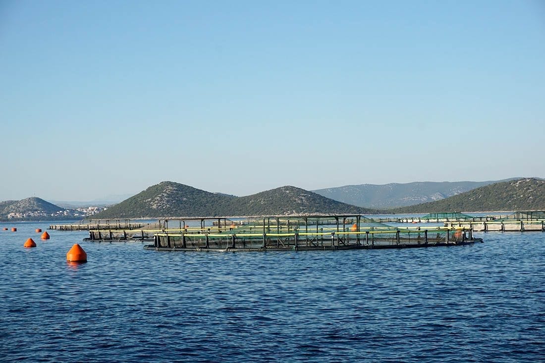 Zadarska županija poziva poduzetnike za potpore u marikulturi za opremu, dokumentaciju, usavršavanje, marketing…