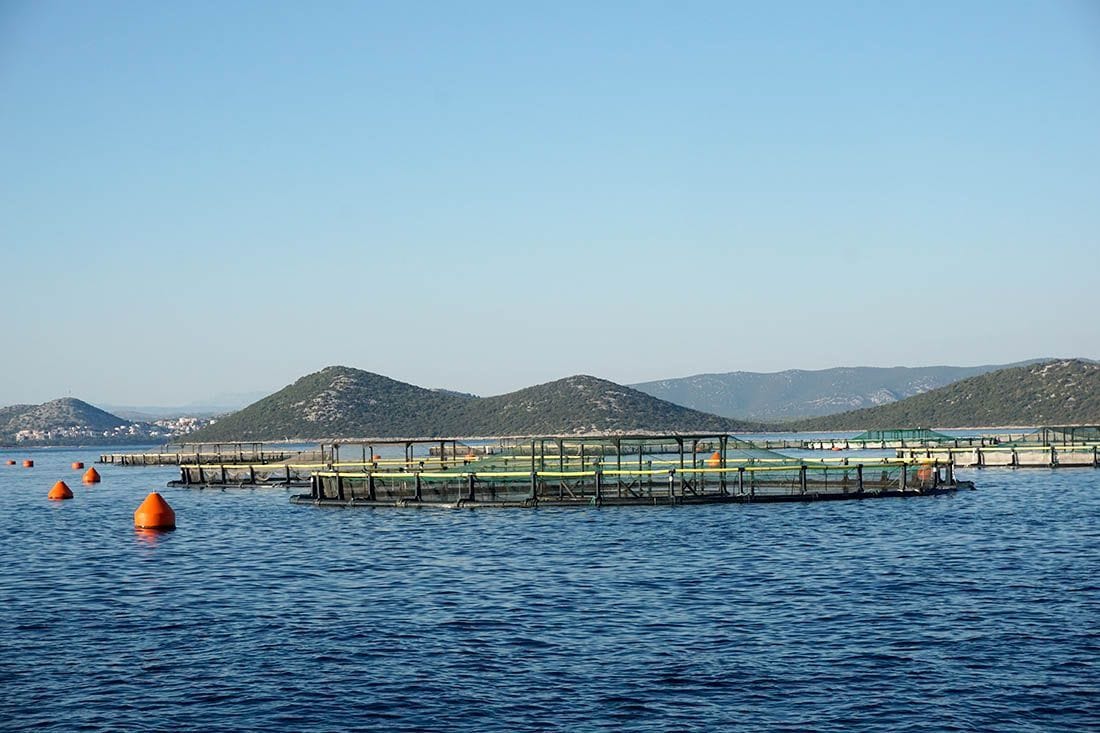 Otvoreni natječaji za ulaganja u akvakulturu i preradu proizvoda ribarstva