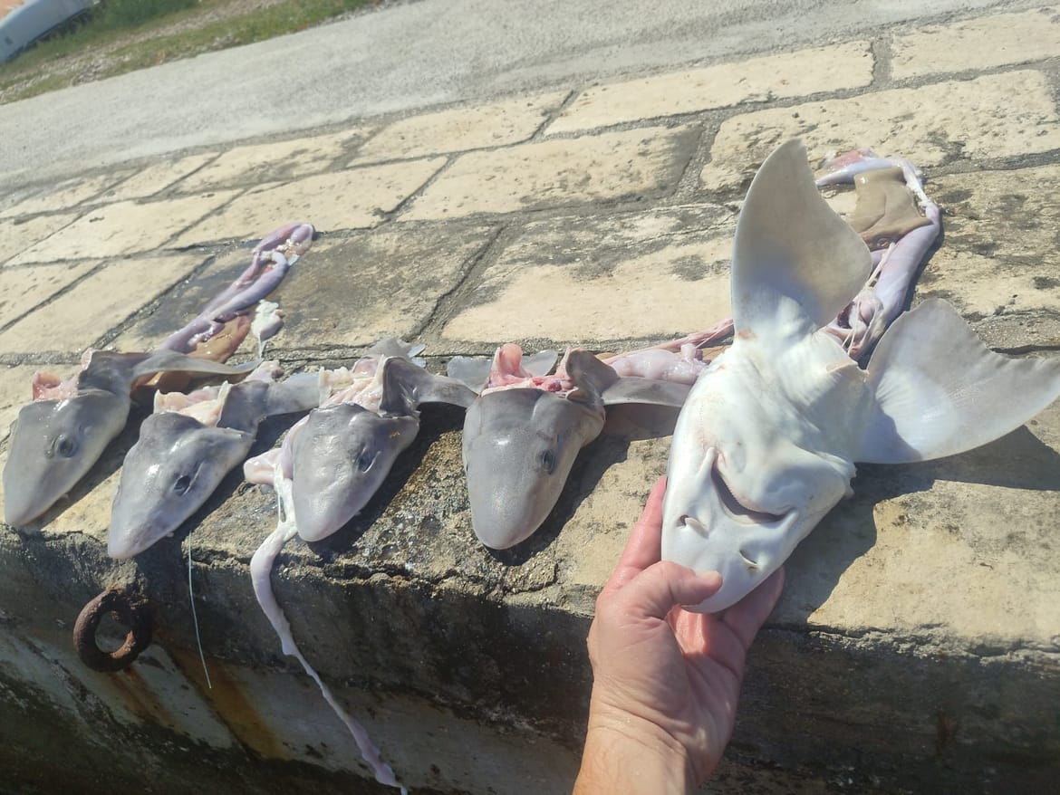 Netko je u plićak na Pelješcu pobacao glave morskih pasa - Stručnjak: "Dozvoljen je izlov ove vrste, no iznimno su ugroženi i to bi trebalo zabraniti!"