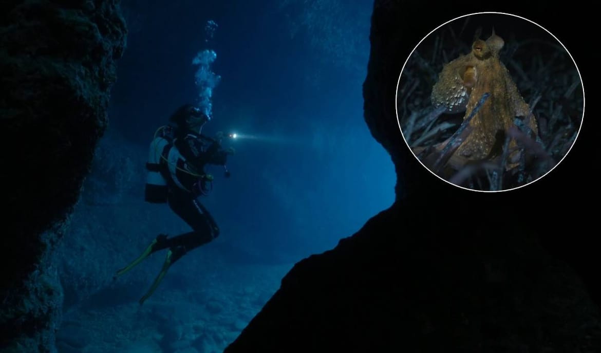 VIDEO Hrvatski David Attenborough! Fantastičan video podmorja Dugog otoka u režiji zadarskog snimatelja