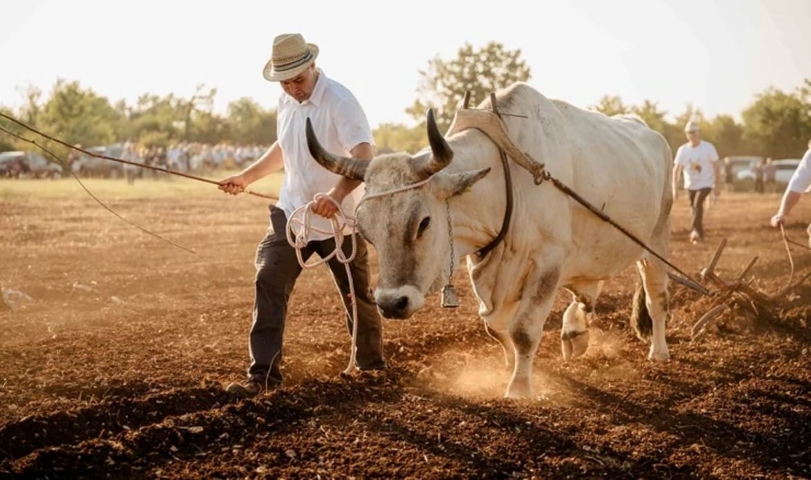Vol Sarožin s 1.340 kilograma iz Gospodi najteži istarski boškarin