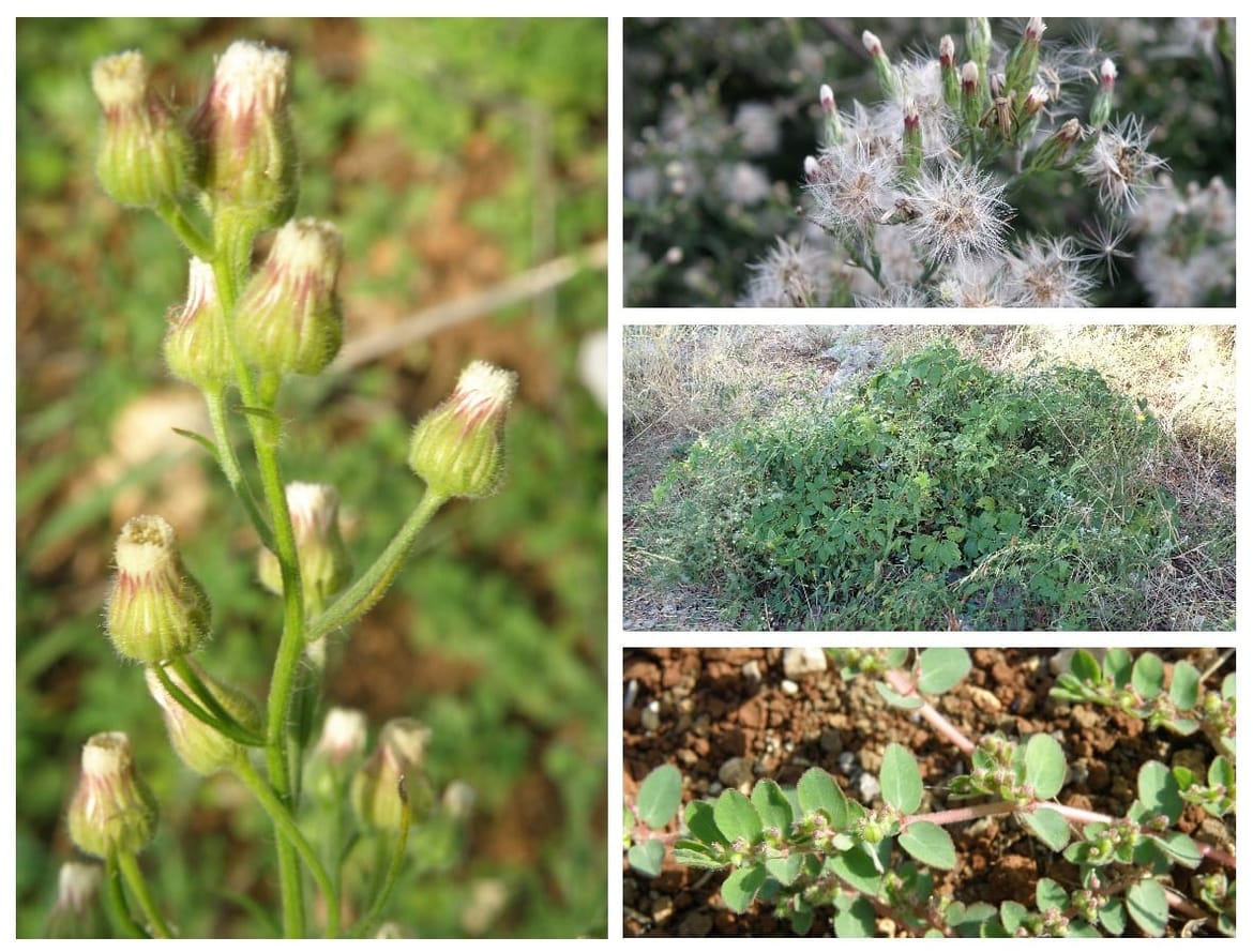 ZVONO NA UZBUNU Biologinja upozorava: "Čak 9 posto biljnih vrsta na Kornatima su invazivne i što rade službe po tom pitanju?"