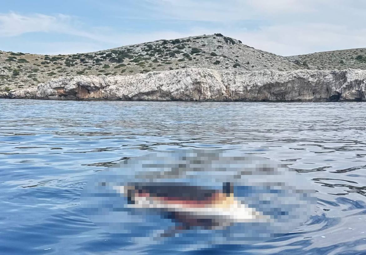 JOŠ JEDAN UGINULI DUPIN Ovaj put u Kornatima - Treći slučaj u tjedan dana