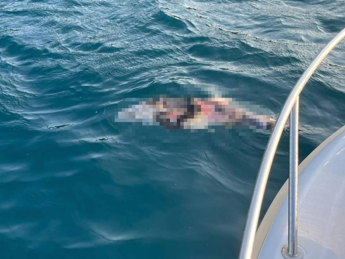 U Neumu demantirali sumnjivce: "Pronađeni dupin kod Pelješkog mosta ubijen je propelerom ili oštrim predmetom, a ne eksplozivom!"