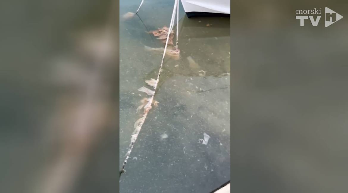 Saga o govnima u trogirskoj Foši 3 - Gradski vijećnik gradonačelniku: "Ovo vam je  snimka od sinoć!"