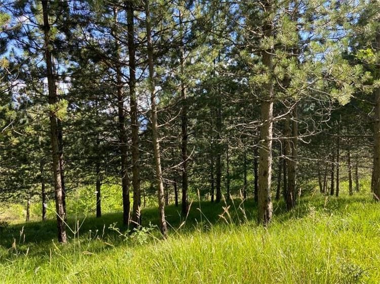 Masovna uhićenja u Hrvatskim šumama: USKOK istražuje korupciju i velike štete