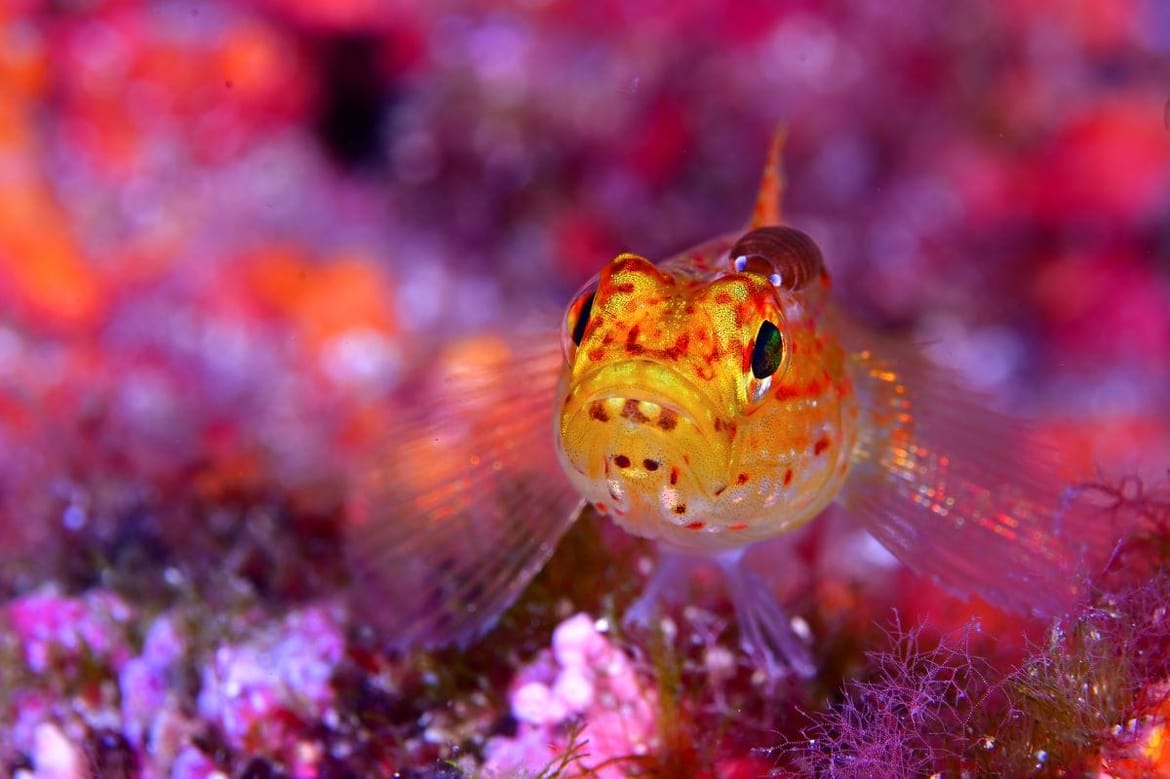 RAB Underwater Photo Marathon Cup 2025.