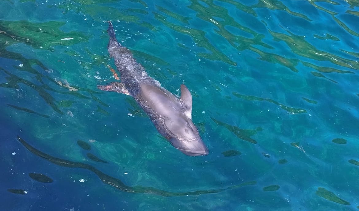 Je li saga o ozlijeđenom dupinu s Lastova gotova? Čini se da je uz pozdravni skok otplivao na pučinu, ali bez nepotrebne internet "pomoći" blogera i neznalica s kauča