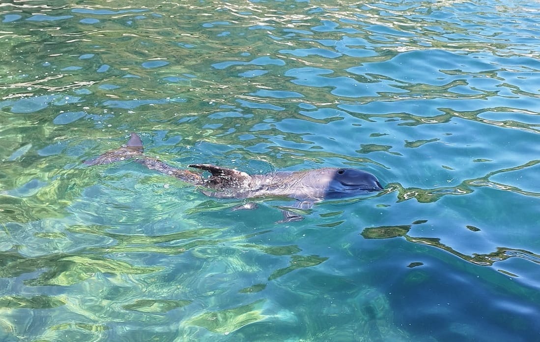 DIZANJE PANIKE NESTRUČNJAKA Šire se laži da je dupin s Lastova uginuo - Ministarstvo potvrdilo ono o čemu je Morski HR već pisao - Evo što je prava istina!