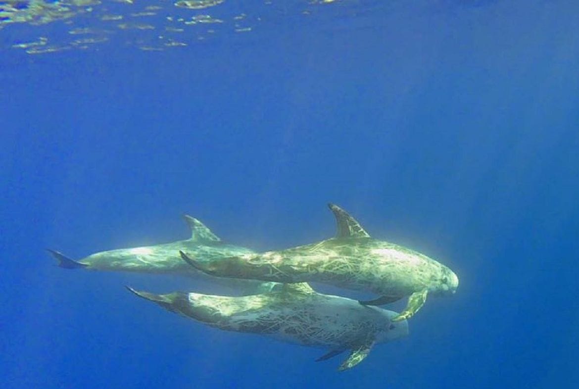 OPREZ! U blizini trajektne luke na Lastovu uočen mladi i ozlijeđeni glavati dupin!