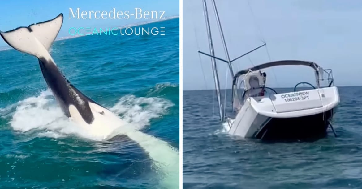 VIDEO Orke potopile jedrilicu: " U jednom su trenutku primijetili da ih nešto ljulja"