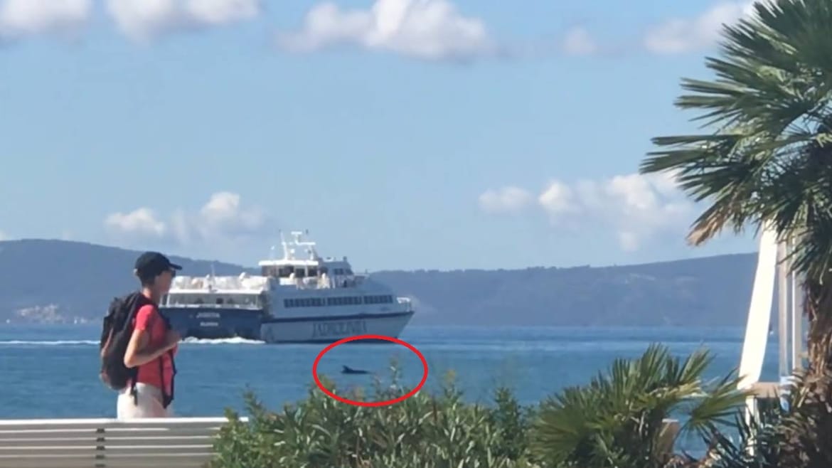 Dupin ispratio katamaran za Hvar u splitskoj luci