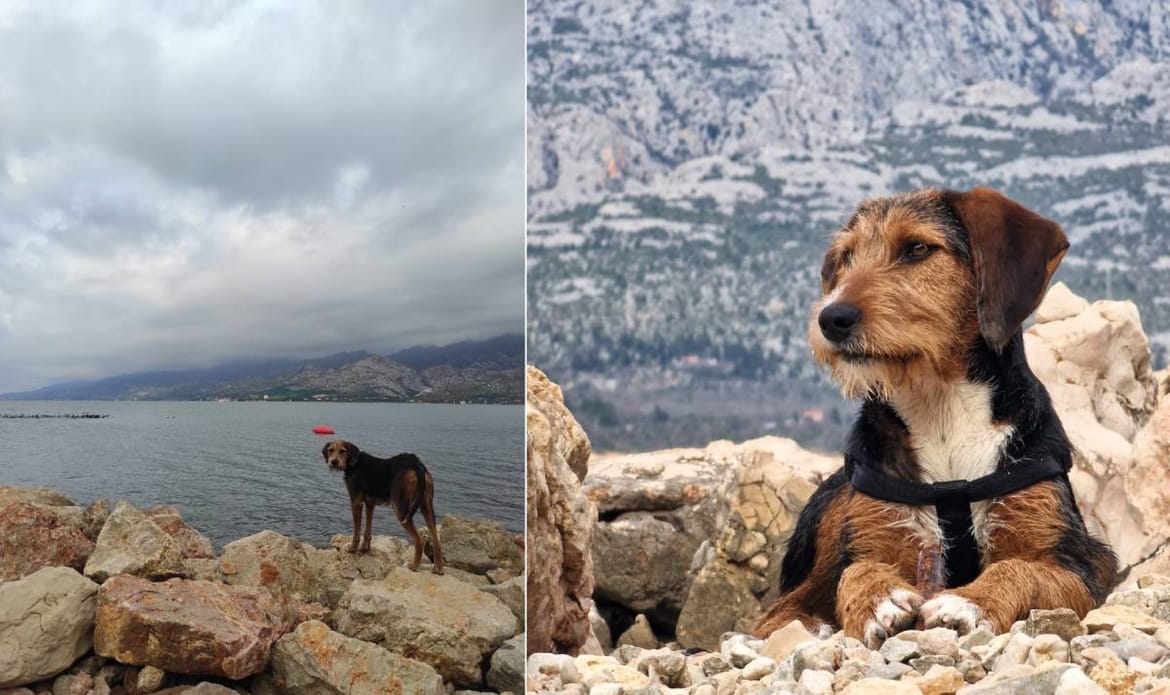 Pas kod Vinjerca nestao pod čudnim okolnostima: "Ovdje vladaju krivolovci, psu je isključen GPS tragač i od tada mu gubimo svaki trag!"