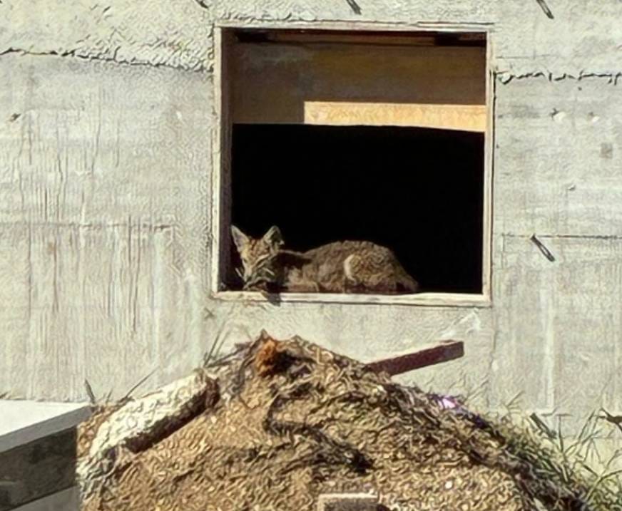 Lisice okupirale splitsko groblje: "Neće vam ništa"