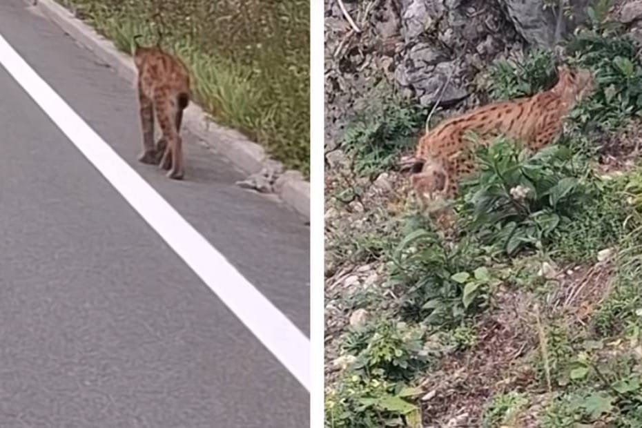 Prekrasan ris snimljen u šetnji kod Delnica
