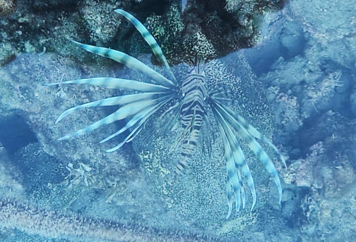 VIDEO Invazivna vatrenjača snimljena u plićaku viške uvale - Što napraviti ako vas ubode?