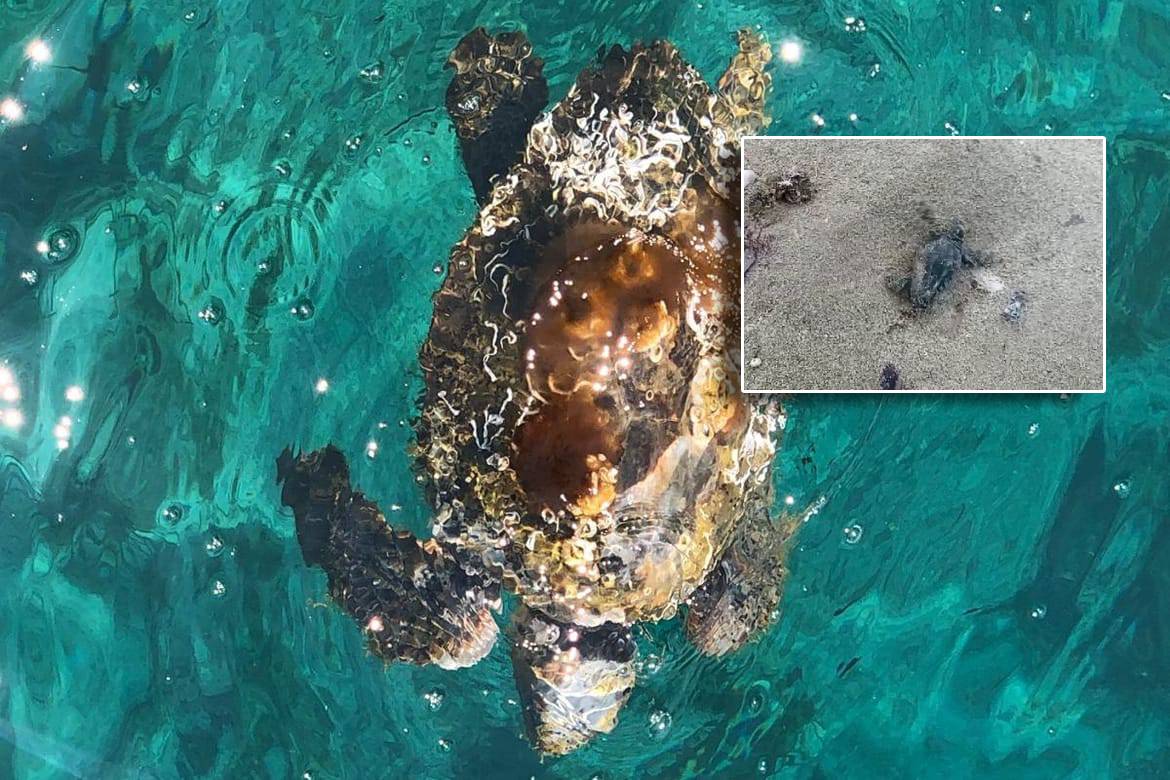 Na Korčuli pronađeno prvo gnijezdo glavate želve u Hrvatskoj