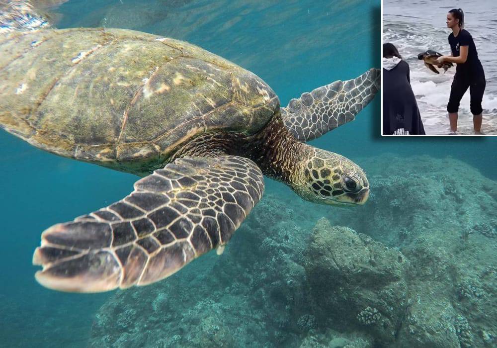 Karin je pulska šaptačica morskim kornjačama: "U prirodu je vratila više od 220 jedinki!"