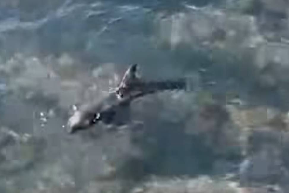 Mladi ozlijeđeni glavati dupin viđen kod Lastova sad je u Italiji u još gorem stanju