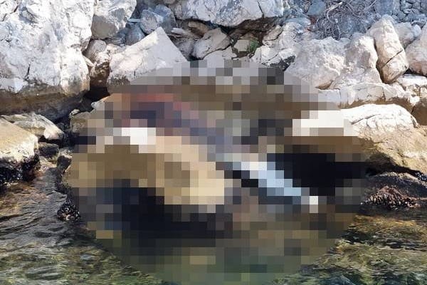 Uginuli dupin rastužio susjede: "Bio je atrakcija"