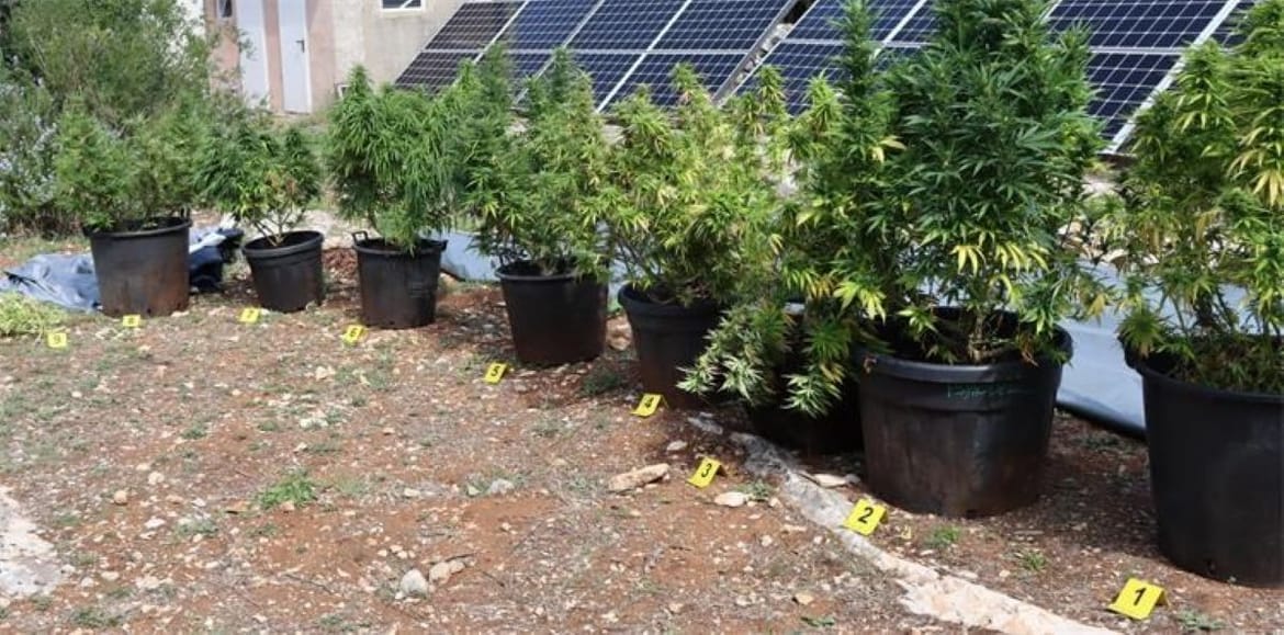 Na području Hvara pronađene stabljike indijske konoplje i marihuana - opet